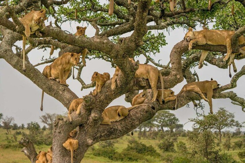 A tree with multiple lions resting on its branches. 2