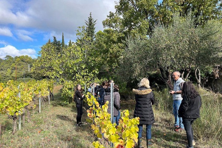 A vineyard with rows of grapevines and a group of people standing and walking among them. 1