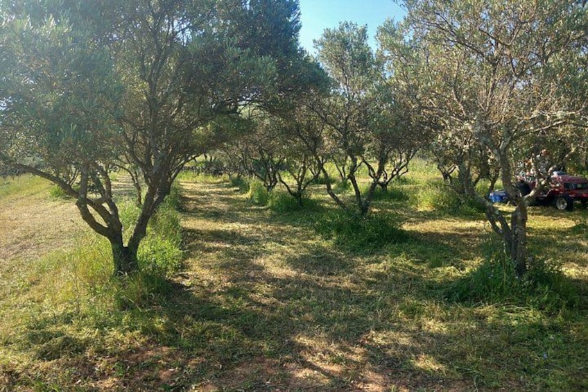 An olive grove with a dirt path and a red vehicle parked on the right. 5