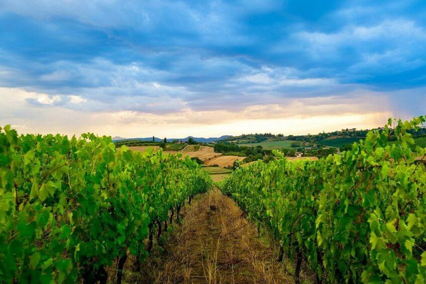 Un vignoble où s’étendent à perte de vue, sous un ciel nuageux, des rangées de vignes. 4