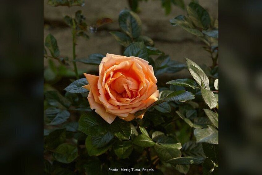 Una rosa color pesca con foglie verdi in un giardino. 5