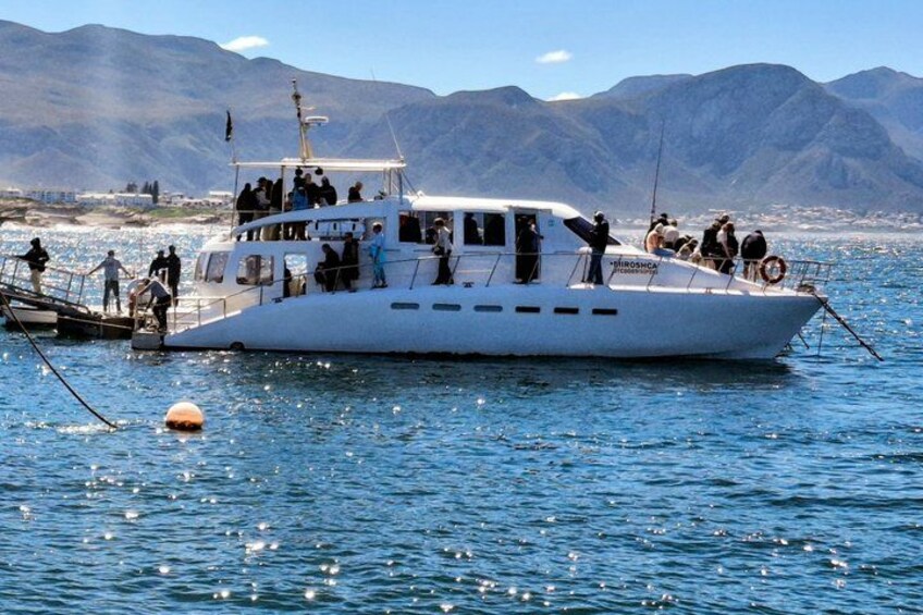 Cape Town Whale Watching Activity in Hermanus 2
