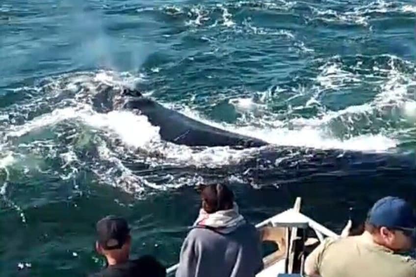 Cape Town Whale Watching Activity in Hermanus 4