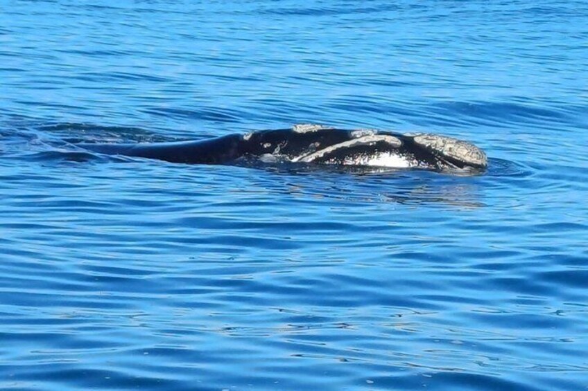 Cape Town Whale Watching Activity in Hermanus 2