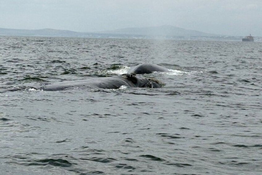 Cape Town Whale Watching Activity in Hermanus 2