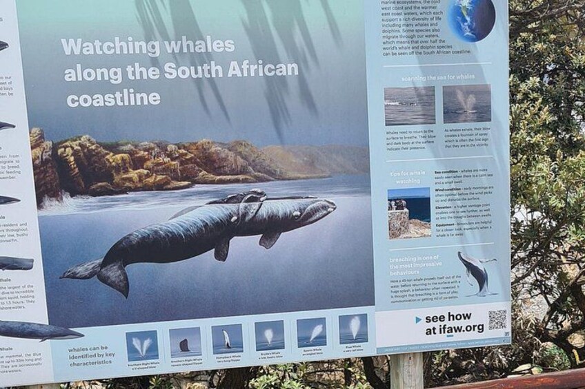 A whale watching sign with a whale illustration and text about watching whales along the South African coastline. 3