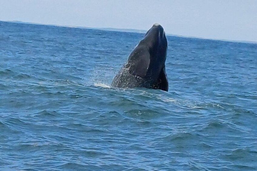 Een walvis springt uit de oceaan. 4