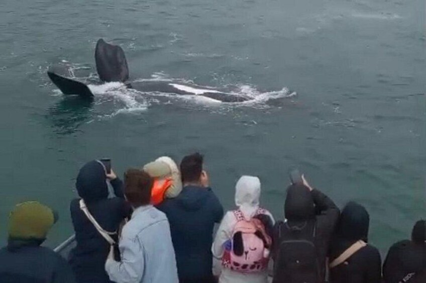 Cape Town Whale Watching Activity in Hermanus 2
