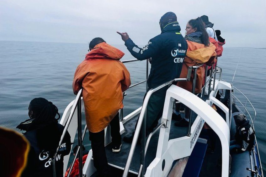 Cape Town Whale Watching Activity in Hermanus 2
