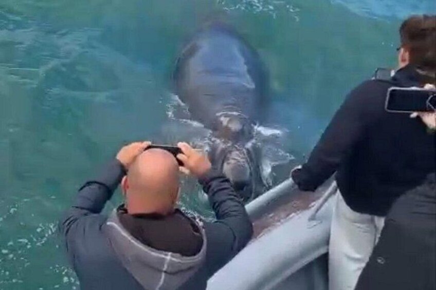 Iemand maakt een foto van een groot zeedier in het water. 3