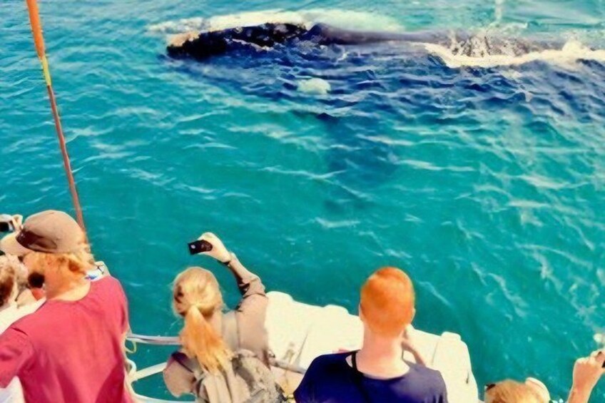 Cape Town Whale Watching Activity in Hermanus 4