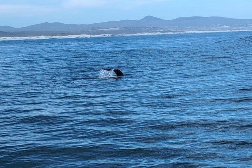 A whale breaching the ocean surface. 2