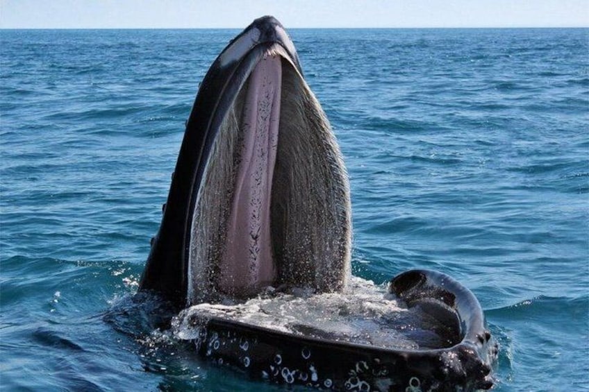 Una balena che esce dall'acqua spalancando la bocca, mostrando la gola. 2
