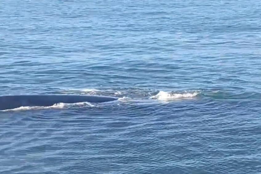 Cape Town Whale Watching Activity in Hermanus 3