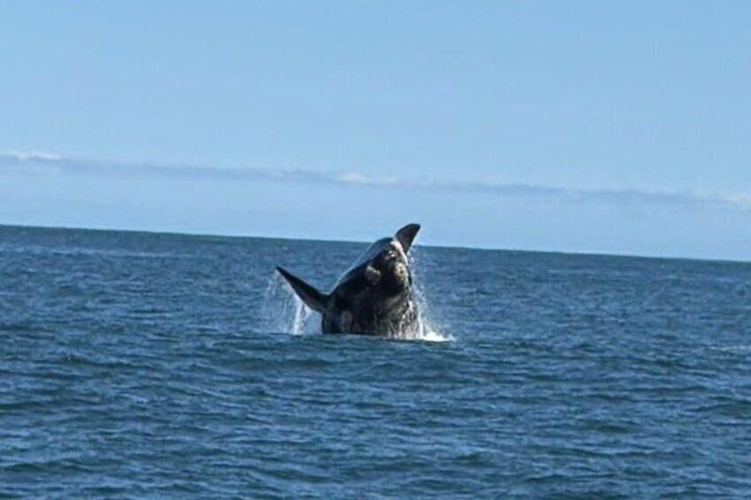 Cape Town Whale Watching Activity in Hermanus 3