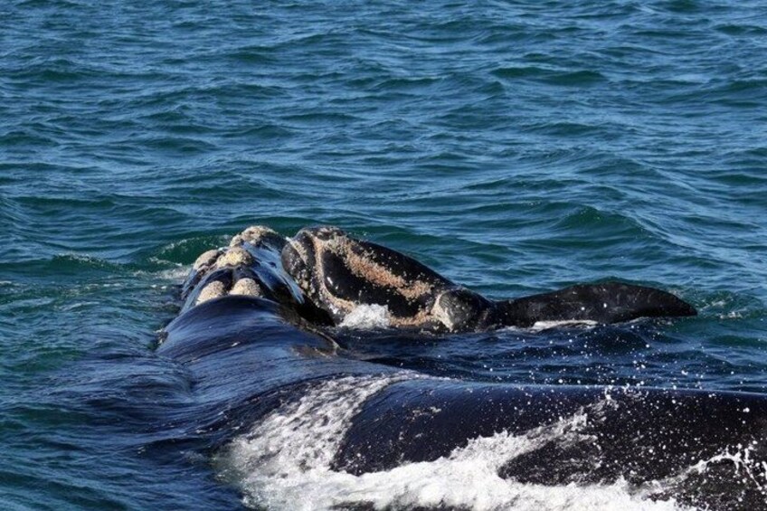 Una balena che nuota nell'oceano. 3