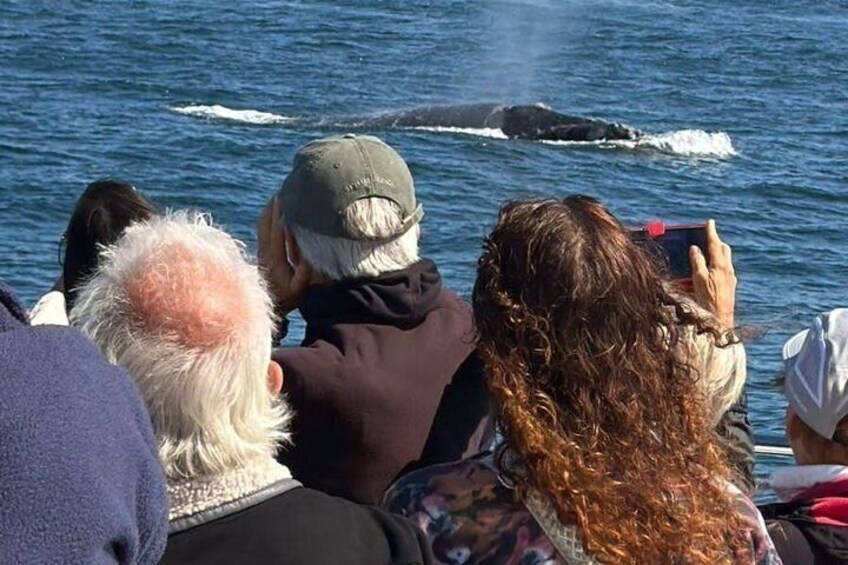 Cape Town Whale Watching Activity in Hermanus 4