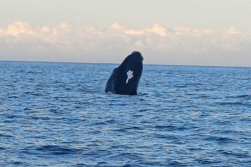 Cape Town Whale Watching Activity in Hermanus 3
