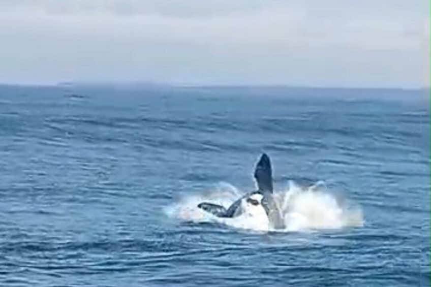Cape Town Whale Watching Activity in Hermanus 2