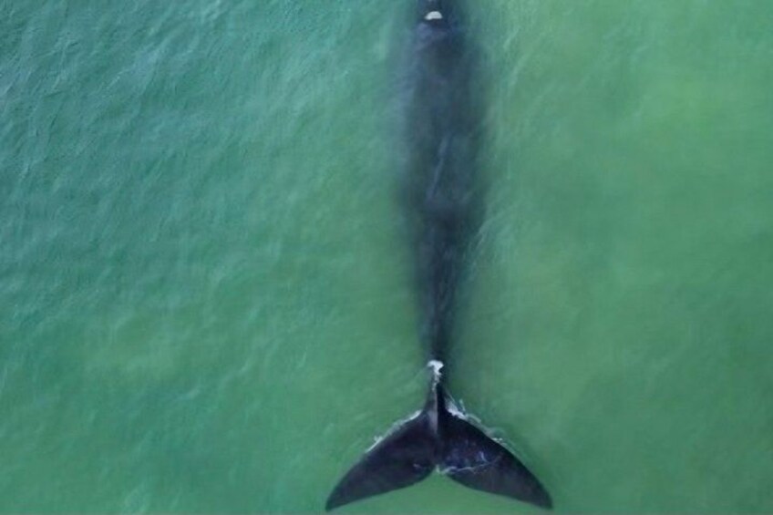 Cape Town Whale Watching Activity in Hermanus 5