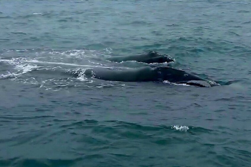 Twee walvissen zwemmen in de oceaan. 5