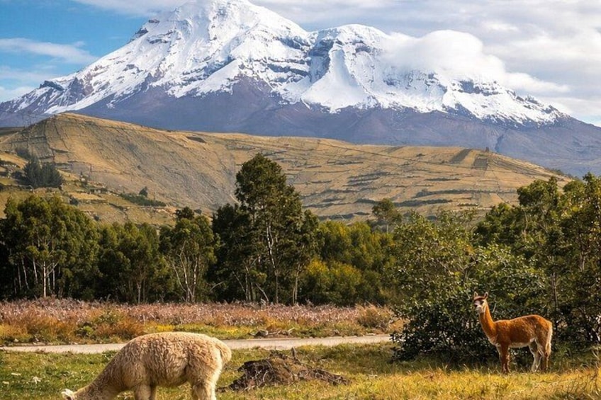 6 Day Shared Climb Volcanoes Cotopaxi Chimborazo Adventure 2