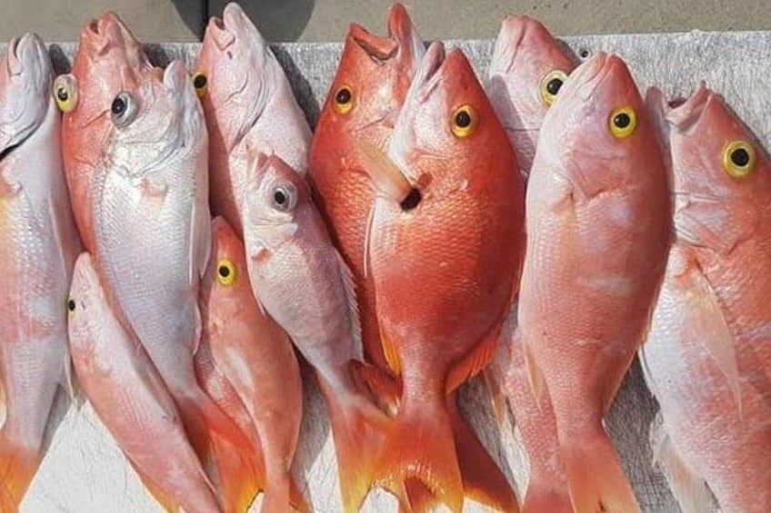 Mehrere rosafarbene Fische mit gelben Augen auf weißem Grund. 2