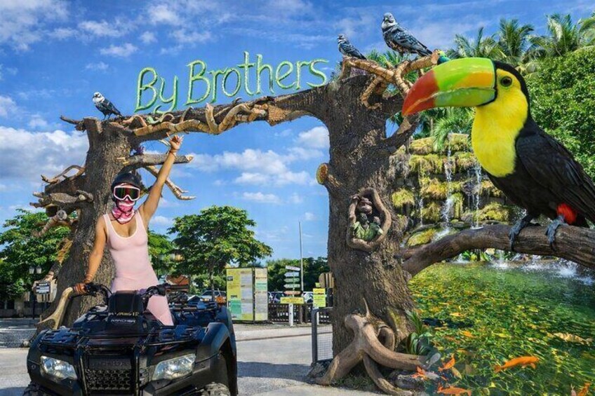 Una persona en un automóvil, un árbol y tucanes. 1