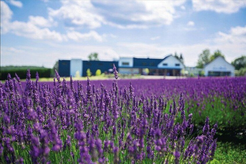 A lavender field with a farm and buildings in the background. 5