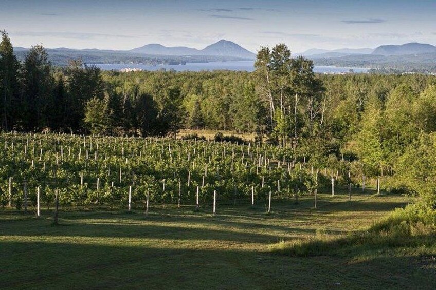 Vignoble D'Orford 2