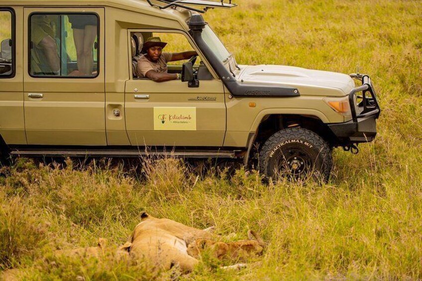 Vehículo safari con conductor y guía, rodeado de hierba alta y un león acostado en el suelo. 4