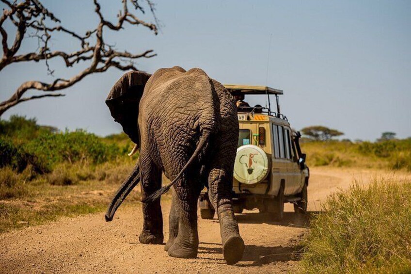 Un elefante caminando sobre un camino de tierra con un vehículo de safari al fondo. 5