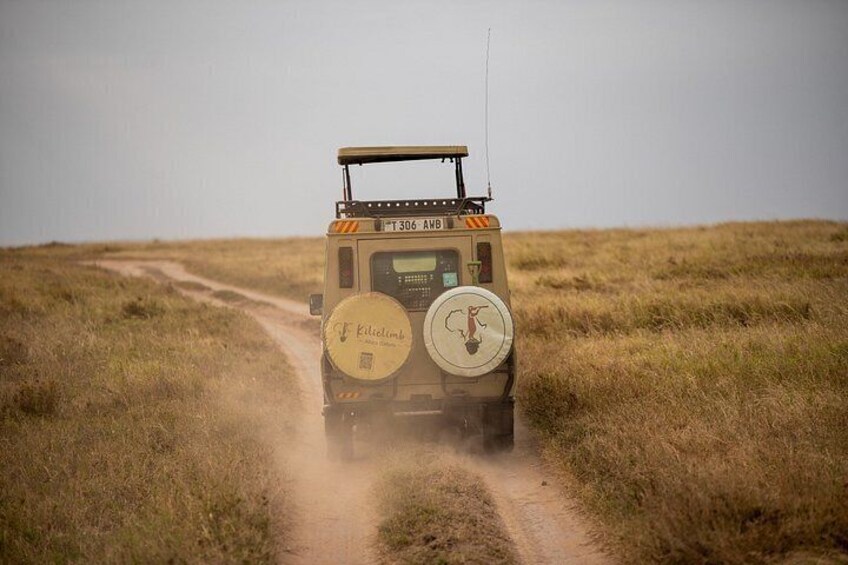 Un vehículo safari en un camino de tierra en una sabana herbosa. 3