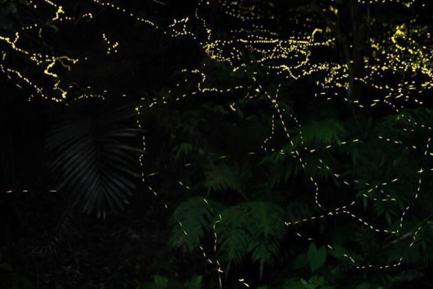 A forest with yellow lights outlining paths. 4