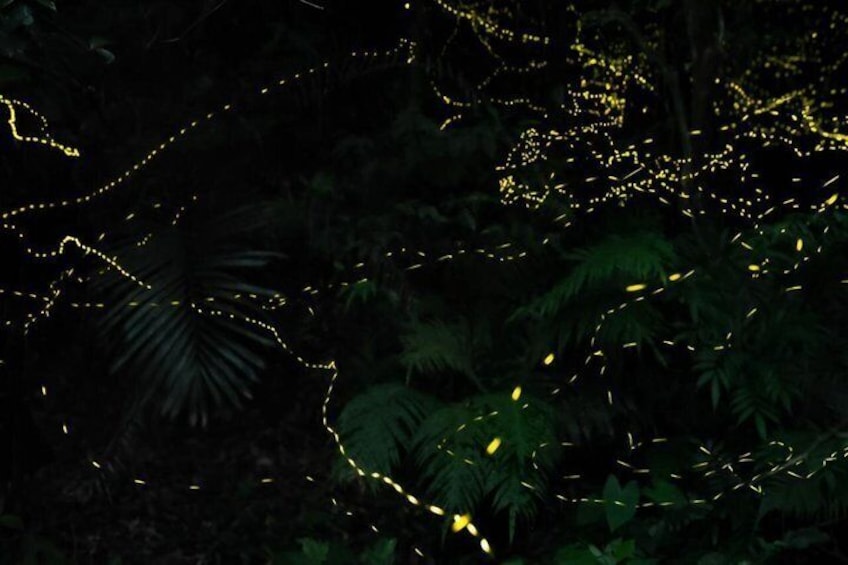 A forest with yellow lights strung between trees. 3
