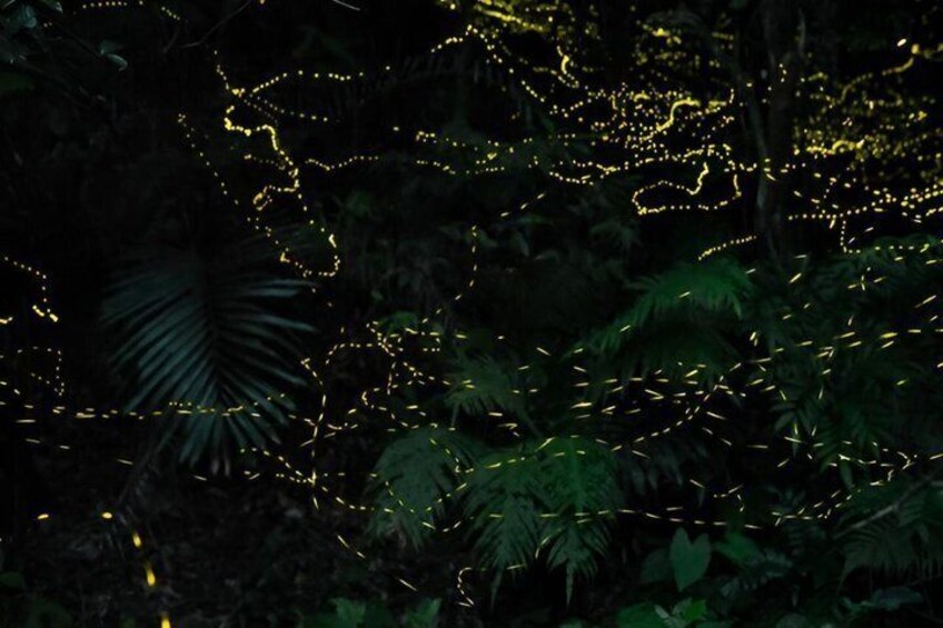 A forest with yellow lights tracing paths through the trees. 2