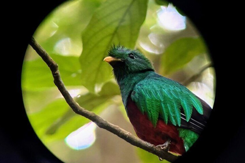 "A Resplendent Quetzal in its natural habitat within the forests of Monteverde." 1