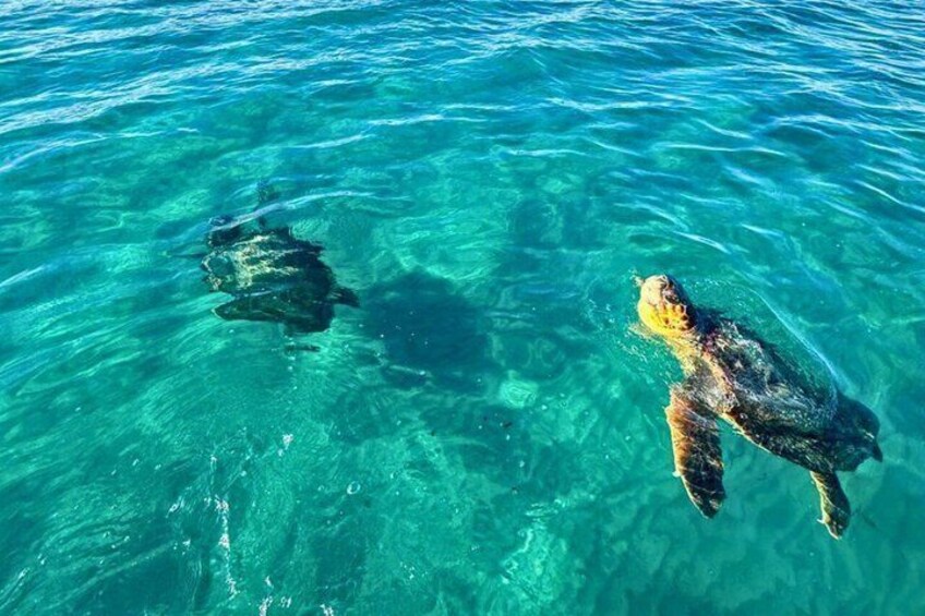 Dos tortugas marinas nadando en aguas azul cristalino. 5