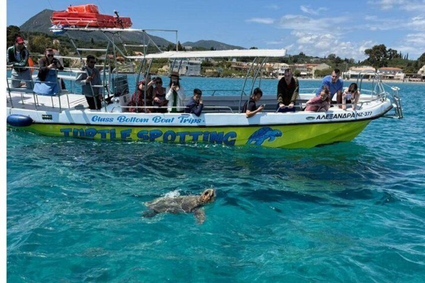 Un bote con gente y una tortuga nadando en el agua. 1