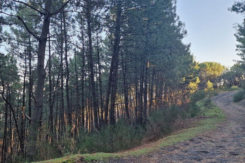 En grusväg slingrar sig genom en tät skog av höga tallar. 3