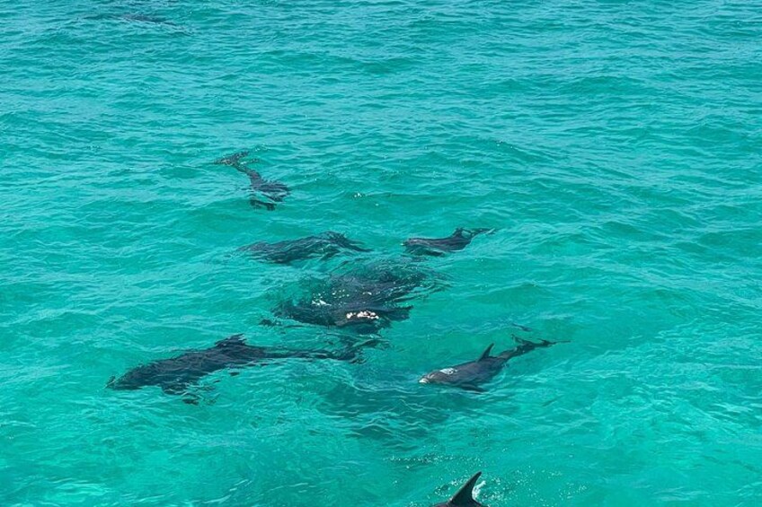 Eine Gruppe von Delfinen schwimmt in klarem, türkisblauem Wasser. 5
