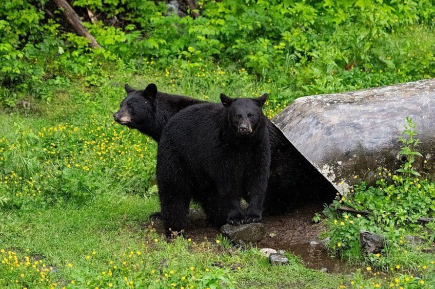 Two black bears near a log in a green forest. 4