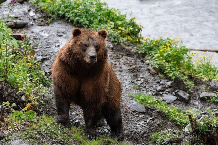 A bear standing in a muddy area with greenery and a path in the background. 2
