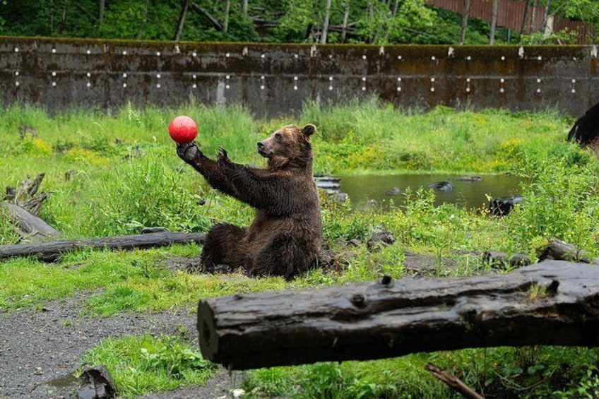 A bear holding a red ball in a grassy area with a log and a body of water in the background. 1