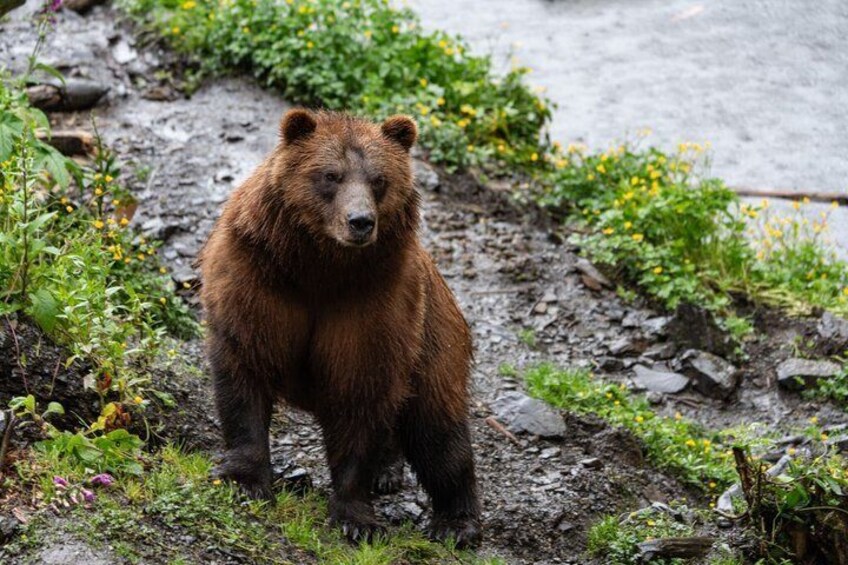 A brown bear standing in a muddy area with green plants and yellow flowers around. 2