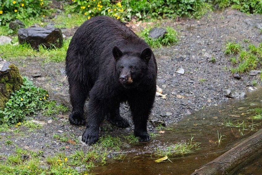 Sitka Historical Highlight Tour 5