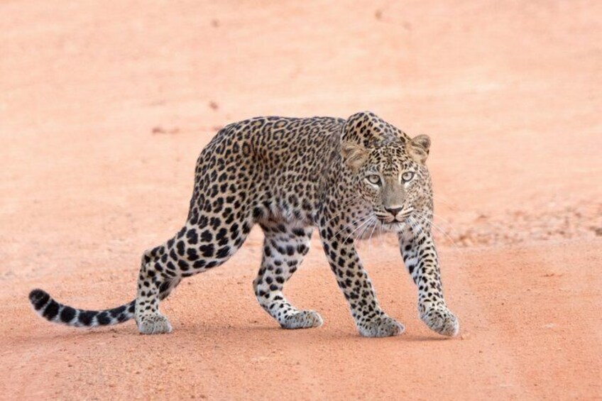 Un leopardo che cammina su un sentiero sterrato. 1