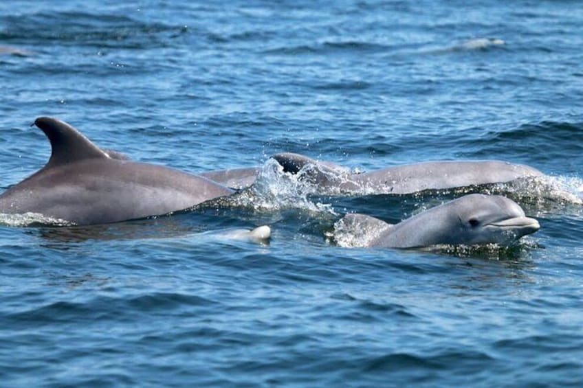 Two dolphins swimming in the ocean. 3