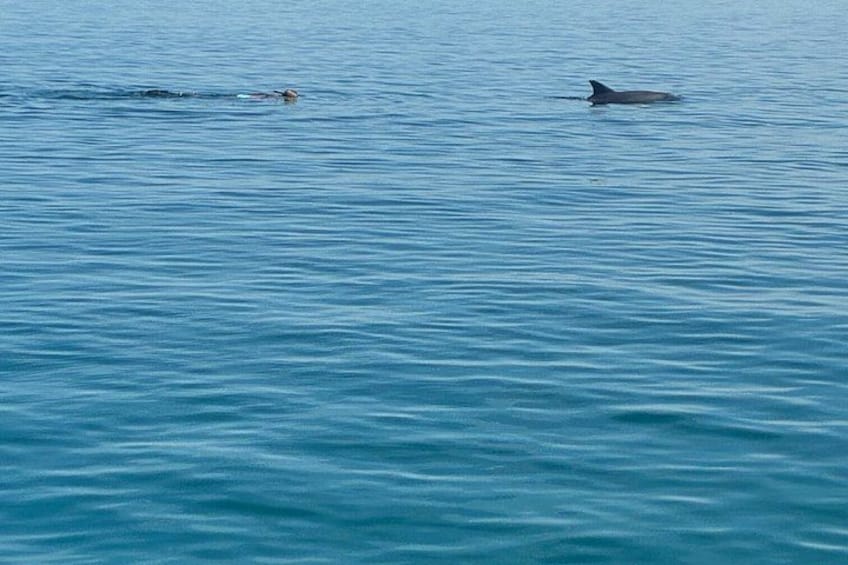 A calm sea with two dolphins swimming. 3