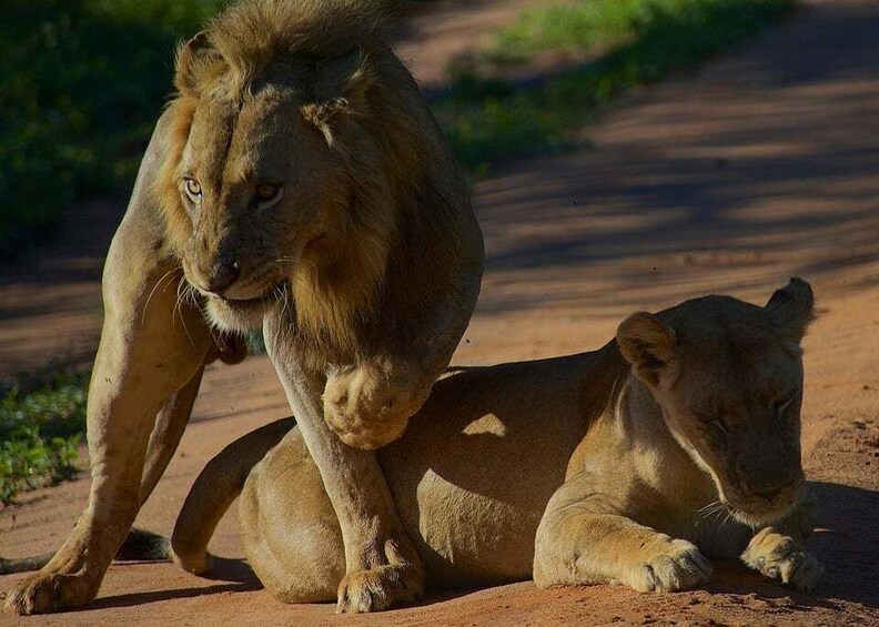 A lioness lying on the ground with a lion standing behind her. 3